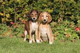 SALUKI 096